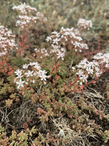 white stonecrop