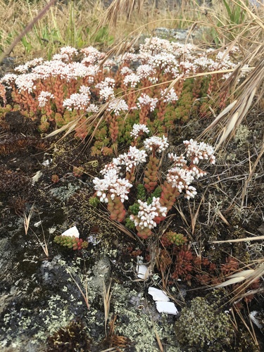 white stonecrop