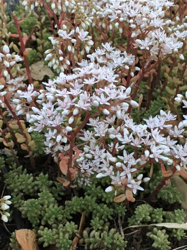 white stonecrop