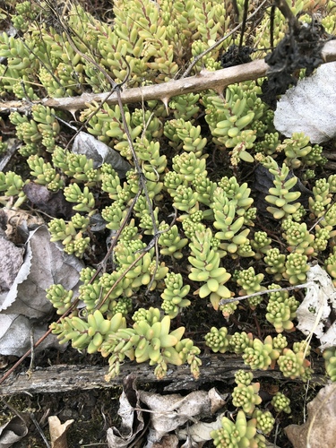 white stonecrop
