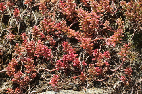 white stonecrop