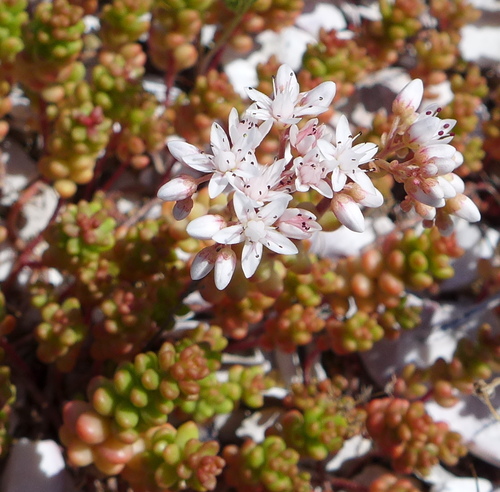 white stonecrop