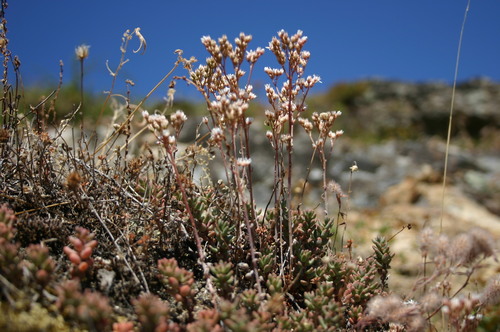 white stonecrop