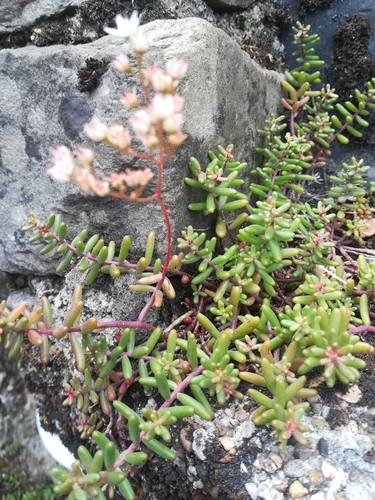white stonecrop
