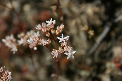 white stonecrop