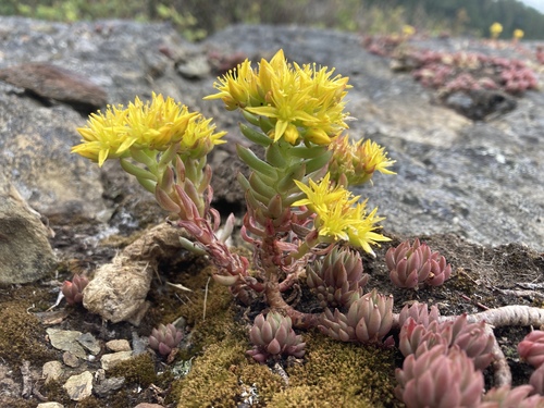 Lanceleaf Stonecrop