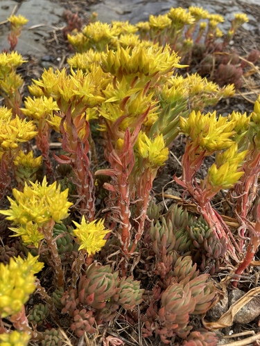 Lanceleaf Stonecrop