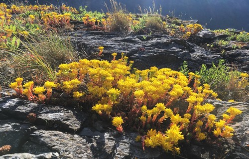 Lanceleaf Stonecrop