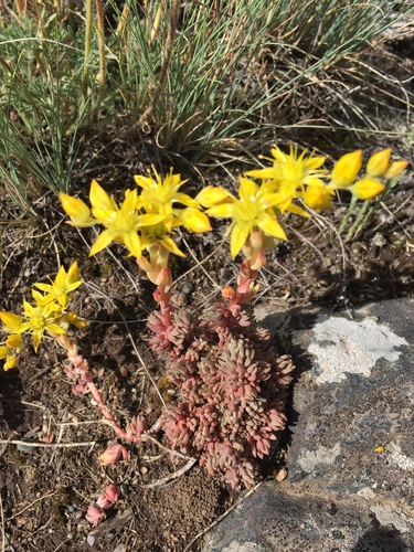 Lanceleaf Stonecrop