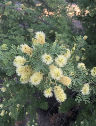 Catclaw Acacia