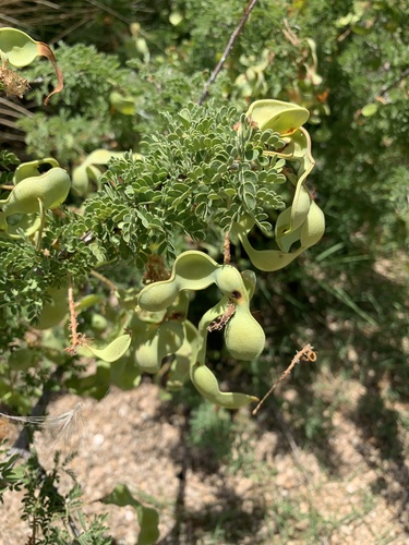 Catclaw Acacia