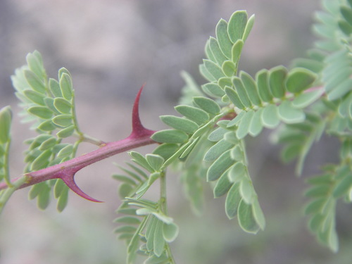 Catclaw Acacia