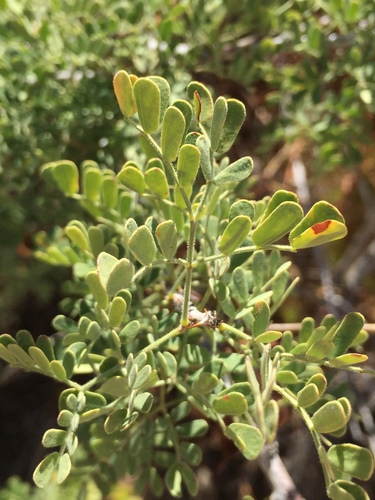 Catclaw Acacia