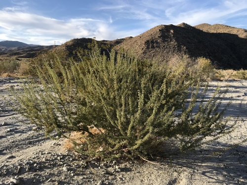 Catclaw Acacia