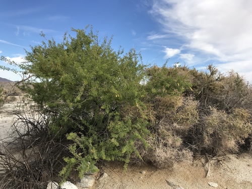 Catclaw Acacia