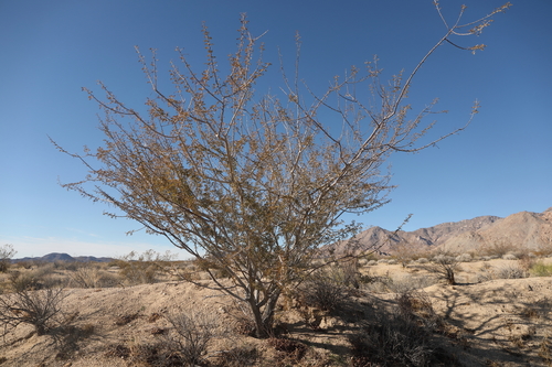 Catclaw Acacia
