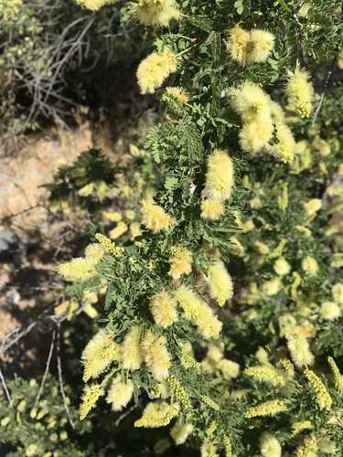 Catclaw Acacia