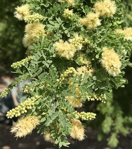Catclaw Acacia