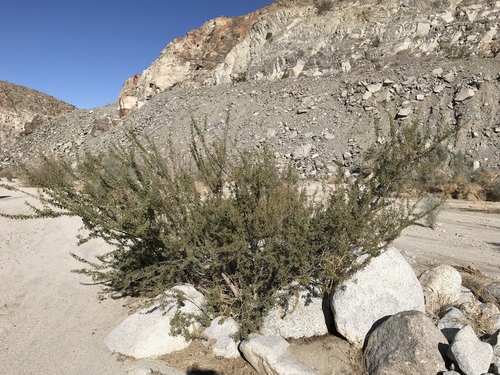 Catclaw Acacia