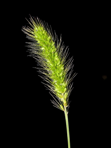 Green Bristle Grass