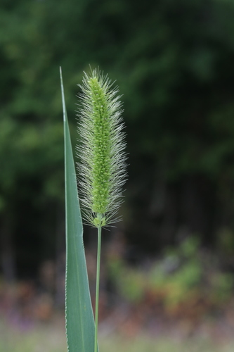 Green Bristle Grass