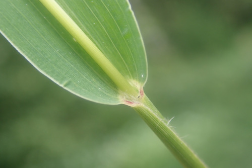 Green Bristle Grass