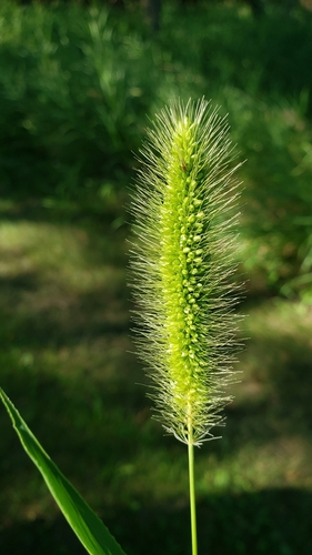 Green Bristle Grass