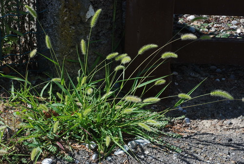 Green Bristle Grass