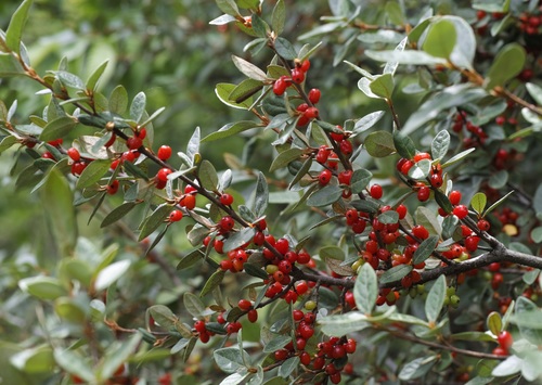 Canadian buffalo-berry