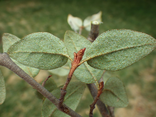 Canadian buffalo-berry