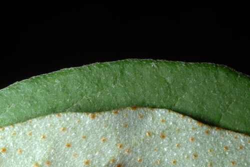 Canadian buffalo-berry