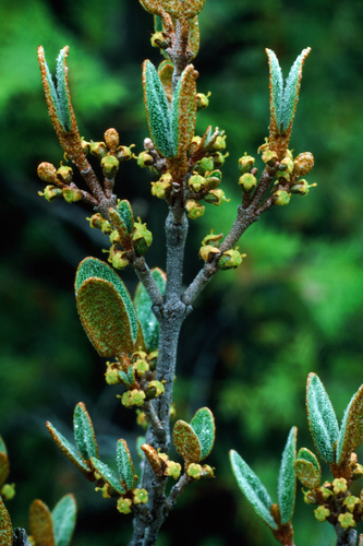 Canadian buffalo-berry