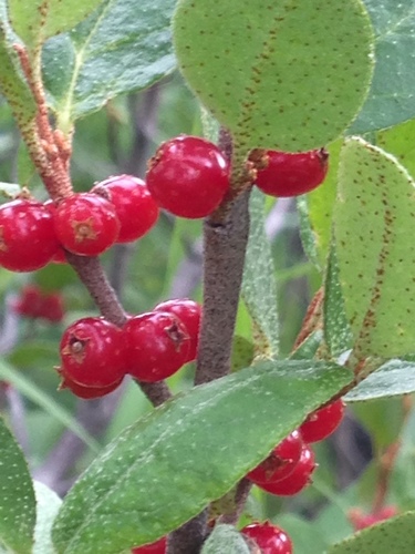 Canadian buffalo-berry
