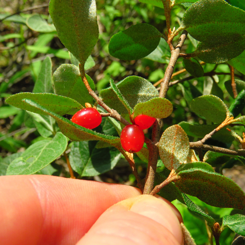 Canadian buffalo-berry