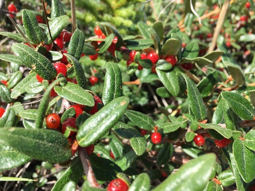 Canadian buffalo-berry