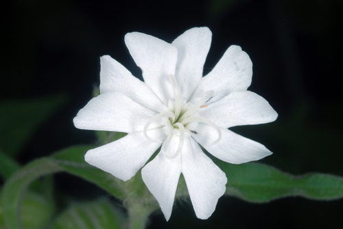 white campion