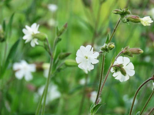 white campion
