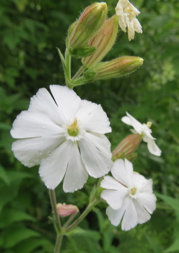 white campion