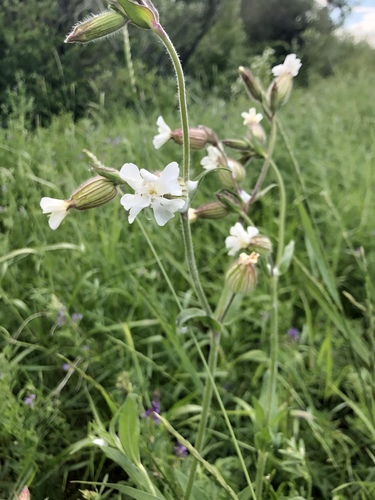 white campion