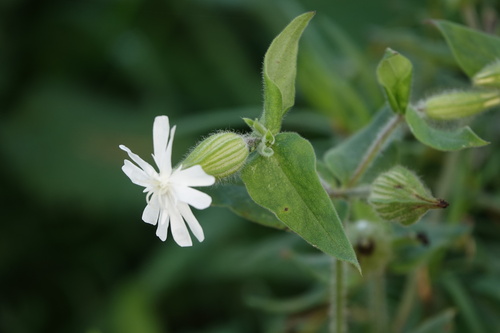 white campion