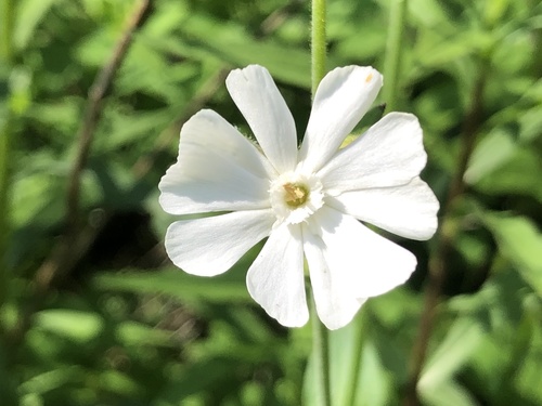 white campion