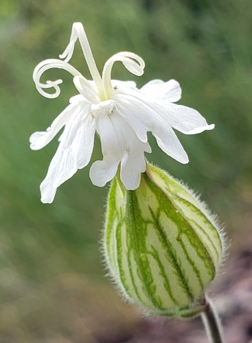 white campion