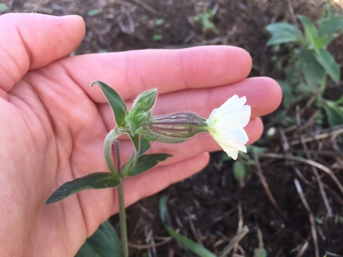 white campion