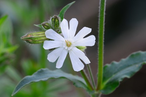 white campion