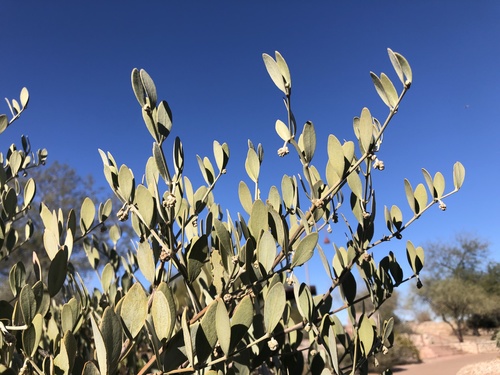 jojoba