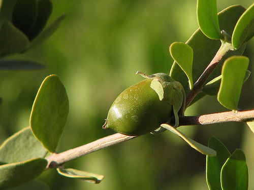 jojoba