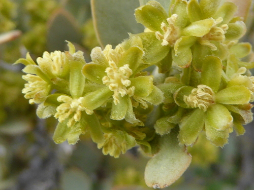 jojoba