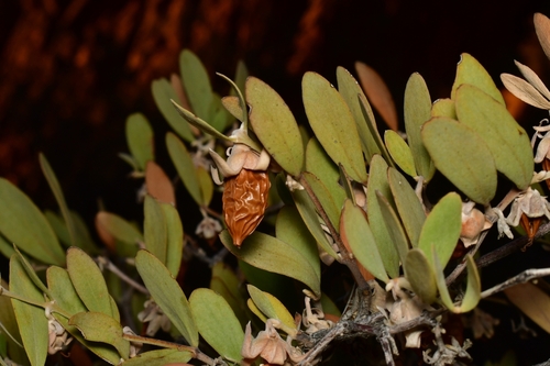 jojoba