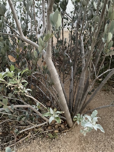jojoba