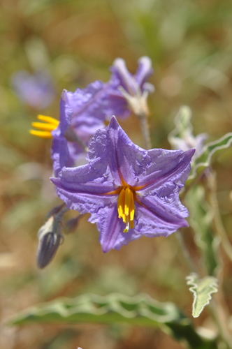 silverleaf nightshade